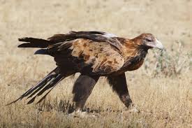 Wedge Tail Eagle Australia Animals
