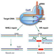 crispr cas9 gene editing services