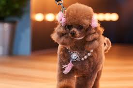 Abc's pooch perfect is showcasing 10 of the best dog groomers across the country, along with their each week on pooch perfect, teams will compete in the immunity puppertunity challenge. Seven S Pooch Perfect Draws 316 000 Metro Viewers For Its Final Episode