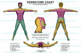 Dermatomes C Spine