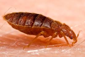 freezing bed bugs how does it work