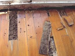 how can i prevent a termite infestation