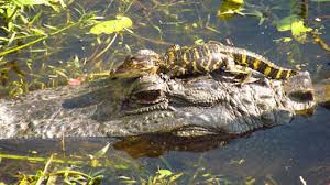 Alligator St Marks U S Fish And Wildlife Service