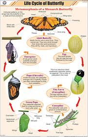 Buy Life Cycle Of Butterfly Chart 58x90cm Book Online At