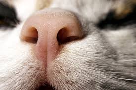 Depending on their activity level and the temperature of their surroundings, their nose may be cold or warm. Why Is My Cat S Nose Dry Ultimate Nose Health Guide Cat Cave Co