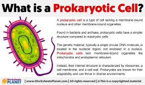 what is a prokaryotic cell definition