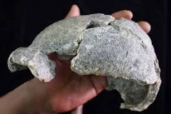 Image result for what did homo erectus eat? did they use tools? course hero