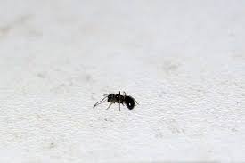 Mit diesen tricks werden sie die insekten wieder los. Ameisen In Der Wohnung Bier Und Zucker Frag Mutti