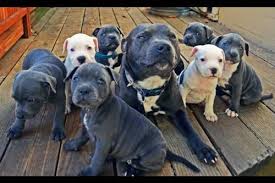 Staffordshire bull terrier pups for sale. 4 Blue Nose Akc Staffordshire Bull Terrier Puppies 7 Weeks Old For Sale In Crockett California Classified Americanlisted Com