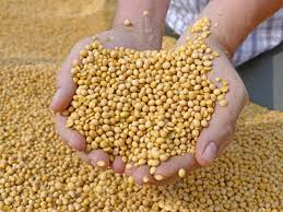 Soya Refined Soya Oil Futures Up On Governments Plan To