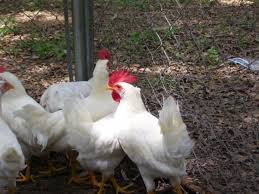 Poultry Chicken Breeds Of Chicken