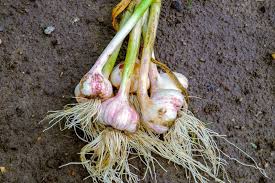 How To Plant And Grow Garlic Walter S