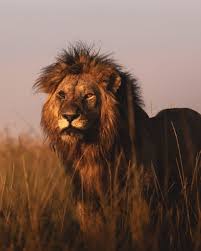 lion pride thrives in the mara