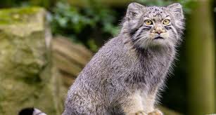 Don't miss what's happening in your neighborhood. Grumpy Looking Pallas Cats The Aspinall Foundation