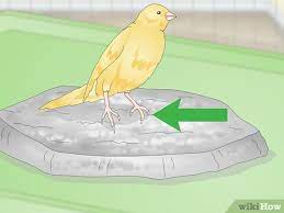 3 ways to keep a canary groomed wikihow