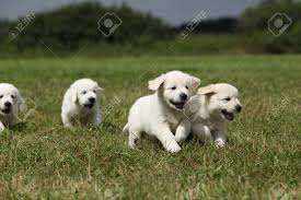 Beautiful Group Of Golden Retriever Puppies Running On The Grass Stock Photo Picture And Royalty Free Image Image 99274635