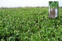 Organic Squarrose Clover (Trifolium squarrosum) Seed