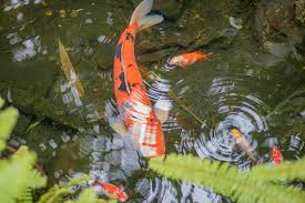 big fish in a small pond andrea mai