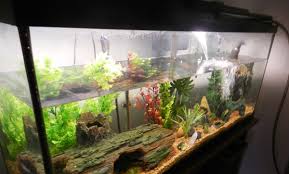 how to change the water in a fish tank
