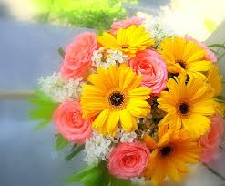 We did not find results for: Hd Wallpaper Pink White And Yellow Roses Daisies And Hydrangea Bouquet Wallpaper Flare