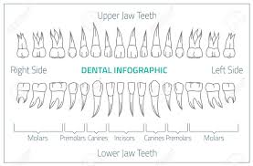 Adult International Tooth Chart Illustration Editable Image