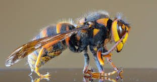 bee afraid hornets are