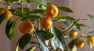 how to care for citrus trees royal