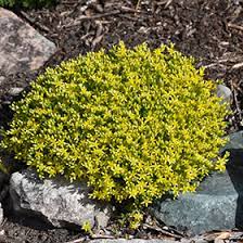 golden moss stonecrop sedum acre