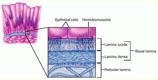 Tissues Epithelial Tissue Connective