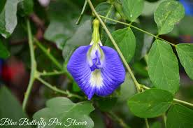 10 top benefits of blue erfly pea