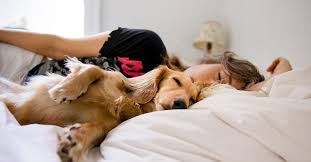 Sleeping With Dogs Benefits For Your