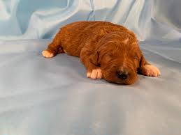 This dog breed should also fair well with other pets as long as socialized early and often. Puppies Sold At Purebred Pups