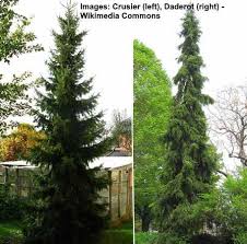 Also, what are the tall skinny evergreen trees? Types Of Spruce Trees And Shrubs With Identification Guide Pictures
