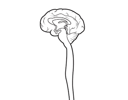 Learn vocabulary, terms and more with flashcards, games and other study tools. Spinal Cord Coloring Page Coloringcrew Com