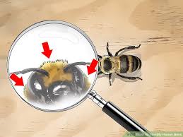 How To Identify Honey Bees 8 Steps With Pictures Wikihow