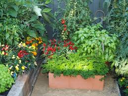 Grow Vegetables Vegie Garden Design