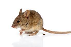 what does mouse look like