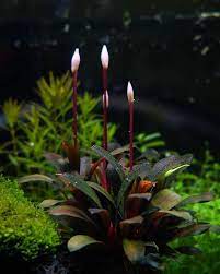 Check spelling or type a new query. 370 Aquarium Plants Ideas Plants Planted Aquarium Aquarium
