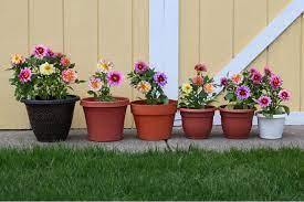 19 Container Plants For Full Sun