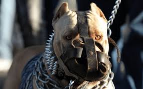 Top 5 world's most dangerous dogs. Top Ten Most Dangerous Dog Breeds In The World Still Doggy