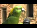 2 parrots singing and talking parrots videos america