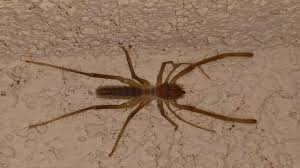 No place is safe no one is beyond their paralyzing sting. Solifugae Wind Scorpions Or Camel Spiders In Arizona United States