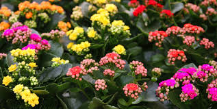 Resultado de imagen para Flores Cultivadas por Hidroponía!!!