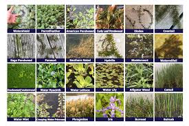 Aquatic Weed Control Treatment Guide Natural Waterscapes