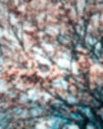 blur forest picsart cb editing hd