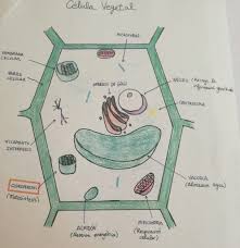 esquema de célula vegetal fotos