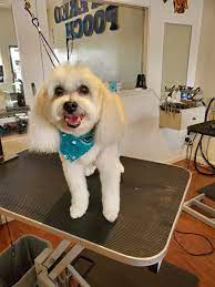 Pampered Pooch Dog Grooming Spa & Salon