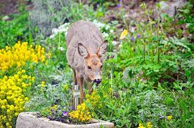 keep deer out of your garden garden