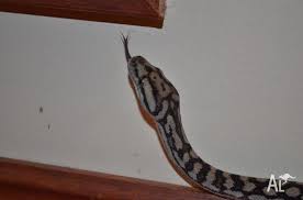 murray darling carpet python yearling