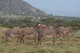 They may come down to lower areas during the winter. Securing A Future For Grevy S Zebras And The Cultures Of Northern Kenya Commentary